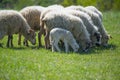 Flock of sheep on a spring meadow Royalty Free Stock Photo