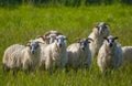 A flock of sheep on a spring meadow Royalty Free Stock Photo