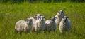 a flock of sheep on a spring meadow Royalty Free Stock Photo