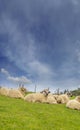 a flock of sheep on a spring pasture Royalty Free Stock Photo