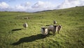 Flock of sheep in Spring sunshine in English farm countryside la