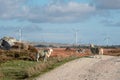 Flock of sheep standing on a grass on a side of a small country road, Wind farm and bog with turf pile in the background. Modern