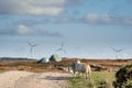 Flock of sheep standing on a grass on a side of a small country road, Wind farm and bog with turf pile in the background. Modern Royalty Free Stock Photo