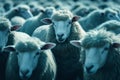 Flock sheep staring. Generate Ai