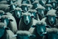 Flock sheep staring. Generate Ai