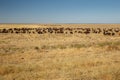 Flock of sheep in the steppe of Kazakhstan