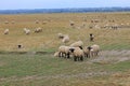 flock of sheep of the SUFFOLK species on folk grazing in France Normandy