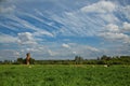 A flock of sheep on summer grazing. Royalty Free Stock Photo