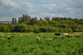 A flock of sheep on summer grazing. Royalty Free Stock Photo