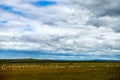 The flock of sheep on the summer meadows