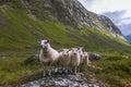 Flock of sheep in summer Scandinavia Royalty Free Stock Photo