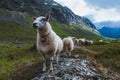 Flock of sheep in summer Scandinavia Royalty Free Stock Photo