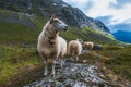 Flock of sheep in summer Scandinavia Royalty Free Stock Photo
