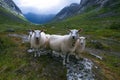 Flock of sheep in summer Scandinavia Royalty Free Stock Photo