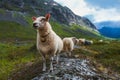 Flock of sheep in summer Scandinavia Royalty Free Stock Photo