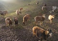 Flock of sheep at sunset on the field