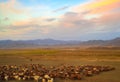 Flock of sheep at sunset