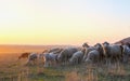 Flock of sheep at sunset in springtime Royalty Free Stock Photo