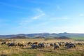 Flock of sheep at sunset in sprintime Royalty Free Stock Photo