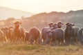 Flock of sheep at sunset with warm lens flare