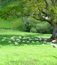 Flock of Sheep Taking a Mid Afternoon Rest