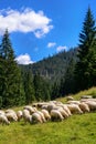 Flock of sheep in the Tatra mountains,Chocholowska Valley, Poland.