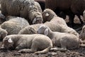 Flock of Sheep in the Taunus mountains Royalty Free Stock Photo