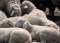 Flock of Sheep in the Taunus mountains Royalty Free Stock Photo