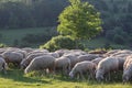 Flock of Sheep in the Taunus mountains Royalty Free Stock Photo