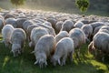 Flock of Sheep in the Taunus mountains Royalty Free Stock Photo