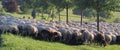 Flock of Sheep in the Taunus mountains Royalty Free Stock Photo