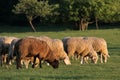 Flock of Sheep in the Taunus mountains Royalty Free Stock Photo