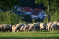 Flock of Sheep in the Taunus mountains Royalty Free Stock Photo