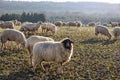 Flock Of Sheep in the Taunus mountains Royalty Free Stock Photo