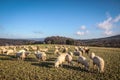 Flock Of Sheep in the Taunus mountains Royalty Free Stock Photo