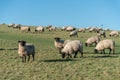 Flock of sheep on th South Downs in East Sussex Royalty Free Stock Photo