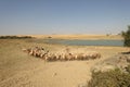 a flock of sheep in turkey in summer, sheep and goats in the field, a flock of sheep going to drink water Royalty Free Stock Photo