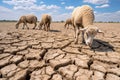 A flock of sheep under the hot sun, grazing on dry, cracked ground. Drought. Global warming Royalty Free Stock Photo