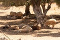 Flock of sheep under an olive tree shadow Royalty Free Stock Photo