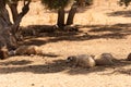 Flock of sheep under an olive tree shadow Royalty Free Stock Photo