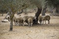 Flock of sheep under olive trees on Crete, Greece Royalty Free Stock Photo