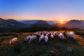 Flock of sheep in Urkiola at sunrise