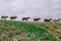 Flock of sheep walking across a rocky grass field on a hill under a cloudy sky. Royalty Free Stock Photo