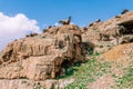 Flock of sheep walking across a rocky grass field on a hill under a cloudy sky. Royalty Free Stock Photo