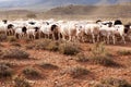 Flock of sheep walking in arid country