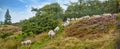 Flock of sheep walking and being herded together on a grazing farm pasture. Group of hairy, wool animals in remote