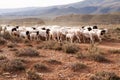 Flock of sheep walking down gravel road