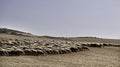 Flock of sheep walking in droves Royalty Free Stock Photo