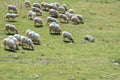 flock of sheep walking in the mountains Royalty Free Stock Photo