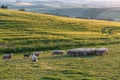 Flock of sheep watched by two dogs on the green field in Tuscany at sunset, Italy. Royalty Free Stock Photo